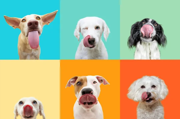 Баннер Шестью Голодными Собаками Облизывающими Губы Языком Летняя Коллекция Изолированный — стоковое фото