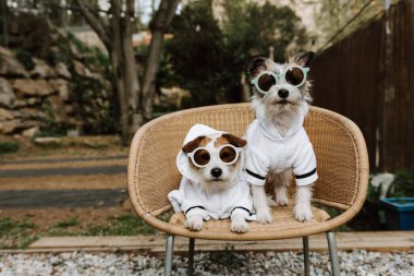 Otelde bornoz giyip tatile çıkan iki köpek. Evcil hayvan dostu kavramı