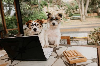 İki Jack Russell köpeği dışarıda bilgisayar bilgisayarı ve gözlüklerle çalışıyor. Evcil hayvan dostu kavramı