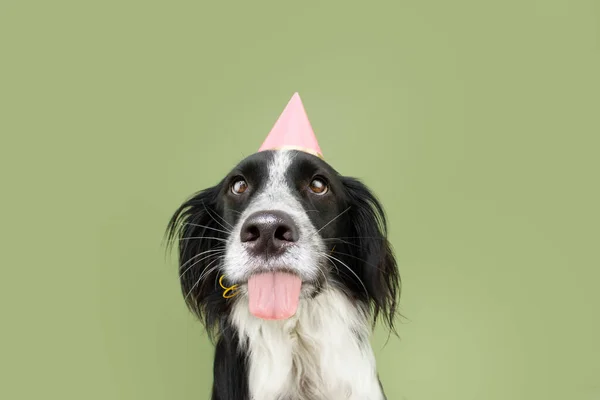 Słodki Pies Świętujący Urodziny Lub Karnawał Różowej Czapce Izolacja Zielonym — Zdjęcie stockowe