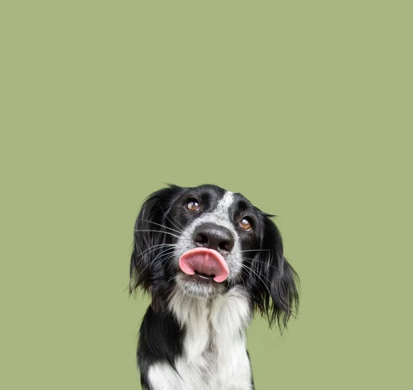 Portret Uroczego Szczeniaka Liżącego Usta Patrzącego Kamerę Izolacja Zielonym Tle — Zdjęcie stockowe
