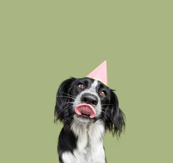 Dog Party Birthday Hat Portrait Cute Puppy Licking Its Lips — Stock Photo, Image