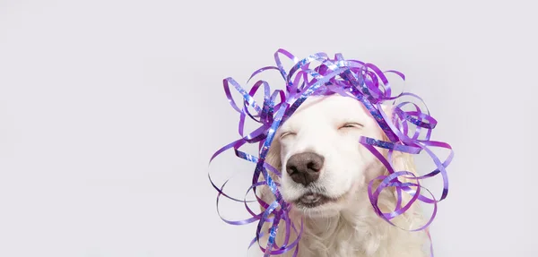 Cachorro Divertido Perro Celebrando Cumpleaños Carnaval Día Madre Con Una — Foto de Stock