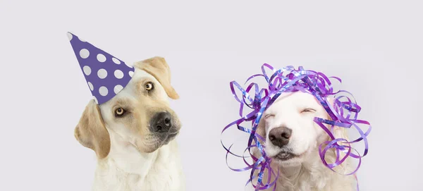 Banner Dos Cachorros Celebrando Cumpleaños Carnaval Día Madre Con Una —  Fotos de Stock