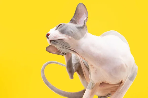 스핑크스 고양이는 벼룩이나 진드기나 질환때문에 긁거나 가려움증에 걸린다 — 스톡 사진