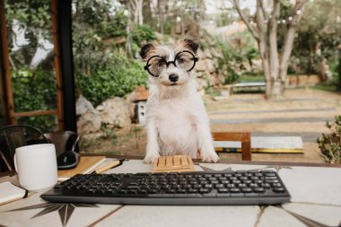 Otelde ya da arka bahçede bilgisayarla çalışan sevimli Jack Russell köpek yavrusu. Evcil hayvan dostu kavramı