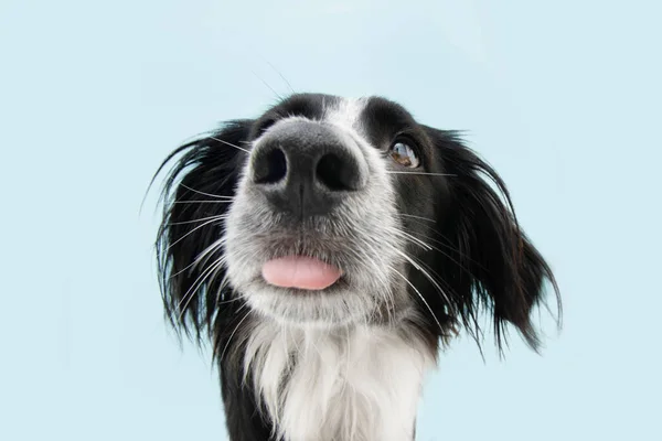 Zabawny Portretowy Pies Wystający Języka Izolacja Niebieskim Tle — Zdjęcie stockowe