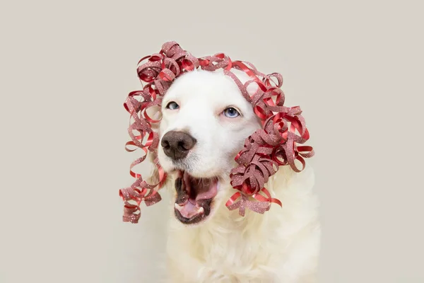 Puppy Dog Celebrating Christmas Birthday Carnival Red Ribbon Making Funny — Stock Photo, Image