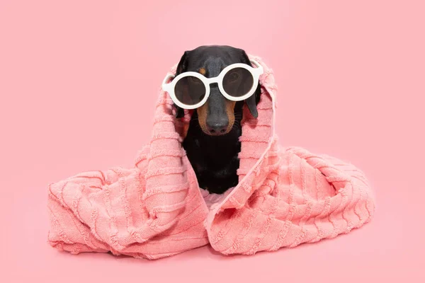 Dog Summer Bathing Dachshund Puppy Wrapped Coral Towel Wearing Sunglasses — стоковое фото