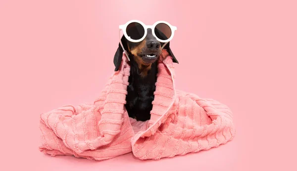 Dog Summer Bathing Dachshund Puppy Wrapped Coral Towel Wearing Sunglasses — 스톡 사진