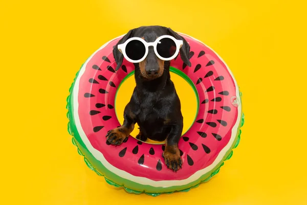 Puppy Dog Zomer Een Watermeloen Opblaasbare Ring Geïsoleerd Gele Achtergrond — Stockfoto