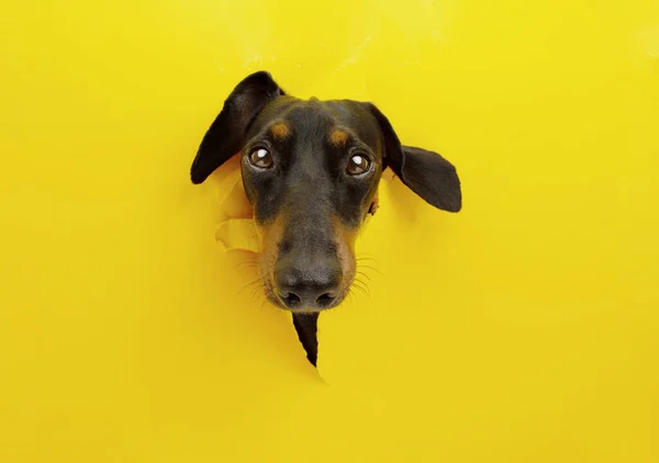 Tax Valp Hund Genom Ett Hål Gul Rivna Papper Bakgrund — Stockfoto