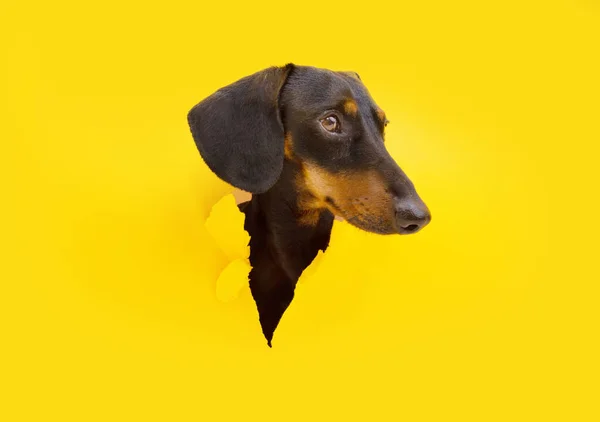 Dachshund Puppy Dog Hole Looking Head Side Yellow Torn Paper — стоковое фото