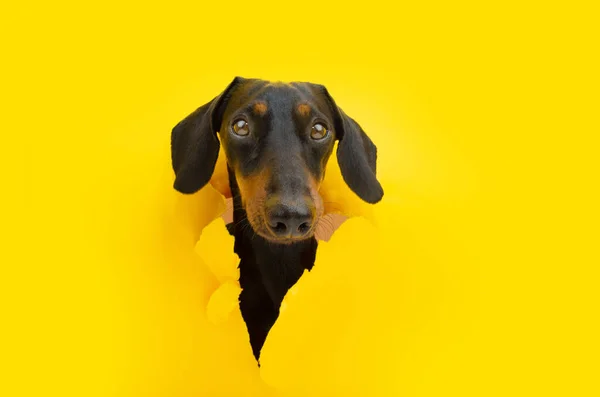 Dachshund Puppy Dog Hole Serious Expression Yellow Torn Paper Background — стоковое фото