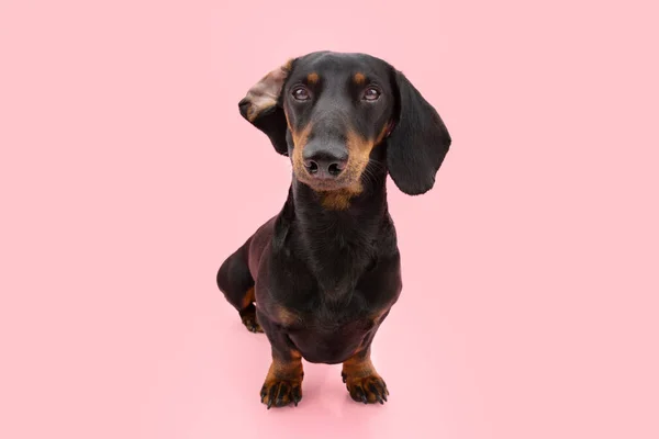 Dachshund Puppy Hond Luisteren Met Grote Oren Geïsoleerd Roze Koraal — Stockfoto