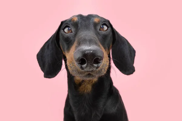 Portret Attente Teckel Puppy Hond Zoek Naar Camera Geïsoleerd Roze — Stockfoto