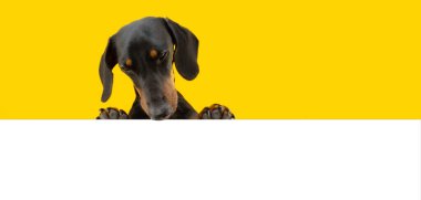 Portrait curious dachshund dog hanging over border of a board looking down. Isolated on yellow white background