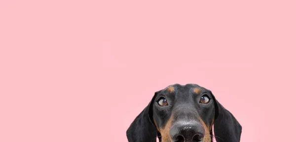 Close Hide Dachshund Puppy Dog Looking Camera Isolated Pink Coral — Fotografia de Stock