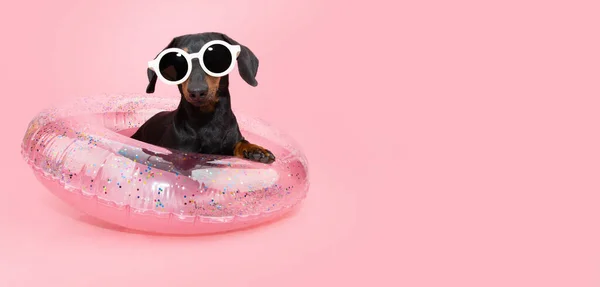 Funny Dachshund Puppy Dog Summer Vacations Inflatable Ring Isolated Pink — стоковое фото