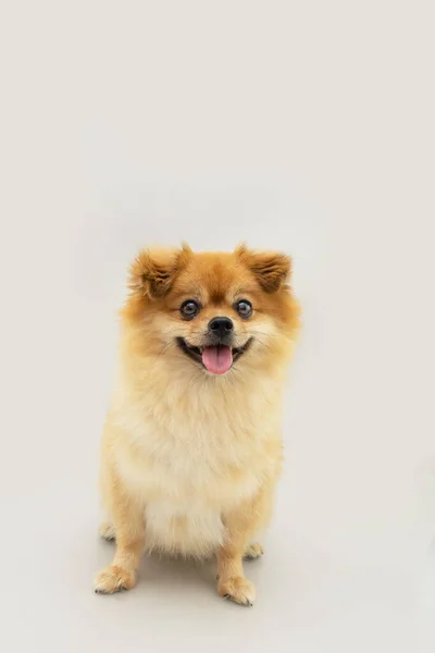 Portrait Pomeranian Puppy Dog Happy Expression Isolated Gray Background — 스톡 사진