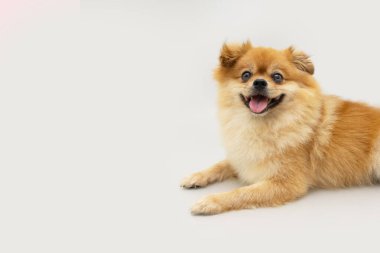 Pomeranian yavru köpeğinin profili mutlu bir ifadeyle uzanıyor. Gri arkaplanda izole