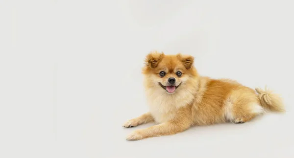 Portrait Pomeranian Puppy Dog Lying Happy Expression Isolated Gray Background — Stockfoto