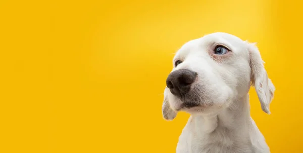 Portrait Puppy Dog Sad Serious Expression Looking Away Isolated Yellow — Fotografia de Stock