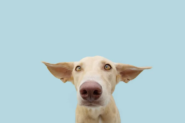Puppy Dog Sad Afraid Expression Face Ears Flattening Isolated Blue — Photo