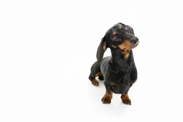 Retrato Pensando Cão Cachorro Dachshund Inclinando Lado Cabeça Sentado Isolado — Fotografia de Stock