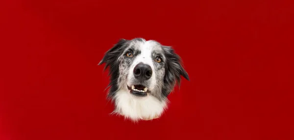 Портрет Смешной Мерл Пограничный Колли Собака Смотрит Камеру Через Красную — стоковое фото
