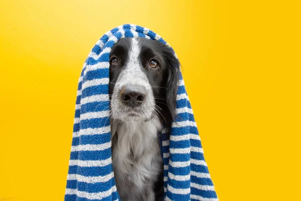 Puppy Dog Summer Covered Striped Blue Towel Sad Expression Isolated — Stockfoto