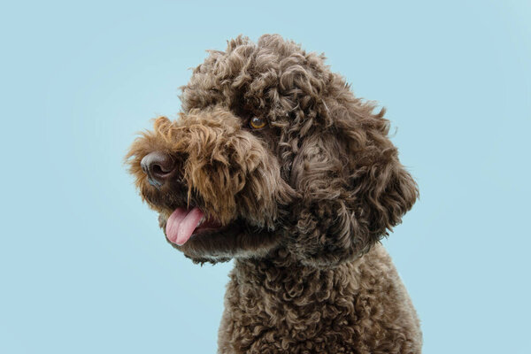 Profile brown poodle looking away. Isolated on blue background