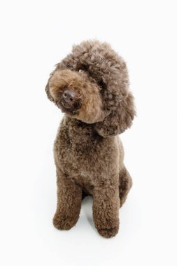 Portre kahverengi kaniş köpeği köpek yavrusu oturuyor ve başını eğiyor. Beyaz arkaplanda izole