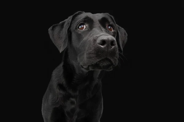 Portret Czarny Labrador Retriver Poważnym Wyrazem Twarzy Odizolowany Ciemnym Tle — Zdjęcie stockowe