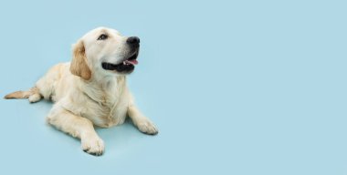Banner Labrador av köpeği uzanmış ve başka tarafa bakıyor. Mavi pastel arkaplanda izole