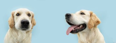 Banner Golden av köpeği dişlerini ve dilini gösteriyor ve başka tarafa bakıyor. Mavi arkaplanda izole