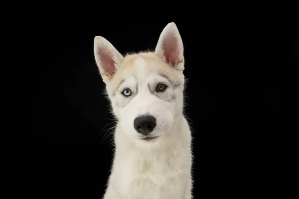 Portrait Husky Puppy Dog Sad Expression Isolated Black Background — Stock Photo, Image
