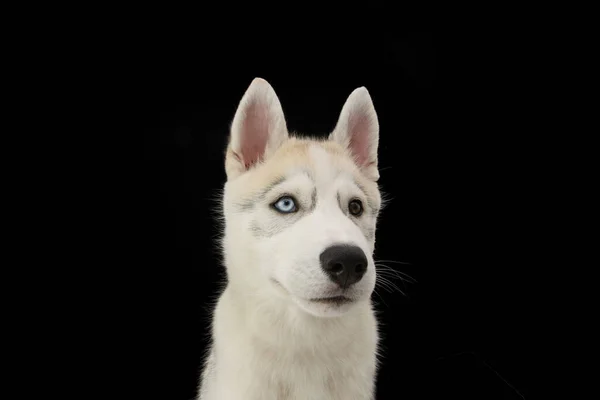 Portret Nieuwsgierige Husky Puppy Hond Die Wegkijkt Geïsoleerd Zwarte Achtergrond — Stockfoto