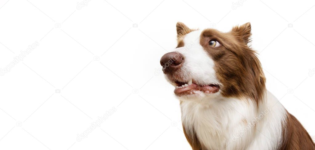 Funny dog expression. Brown border collie looking away with stressed, worried, surprised face. Isolated on white background