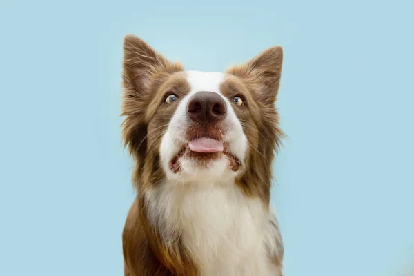 Αστεία Συνοριακό Σκυλί Κόλεϊ Κάνει Ένα Πρόσωπο Κολλήσει Γλώσσα Έξω — Φωτογραφία Αρχείου
