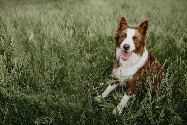 Retrato Marrom Fronteira Collie Cão Sentado Grama Verde Temporada Verão — Fotografia de Stock