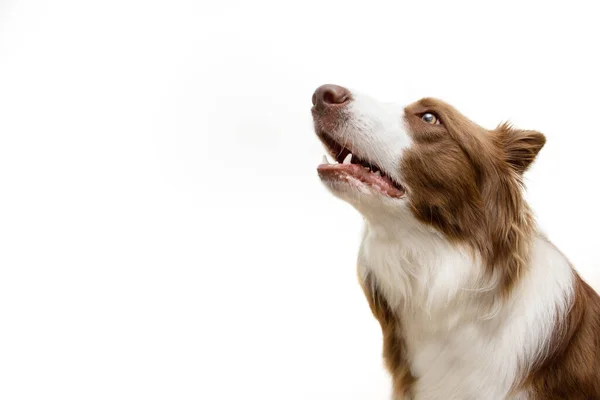 Uważny Mądry Brązowy Pies Graniczny Szukający Jedzenia Izolacja Białym Tle — Zdjęcie stockowe