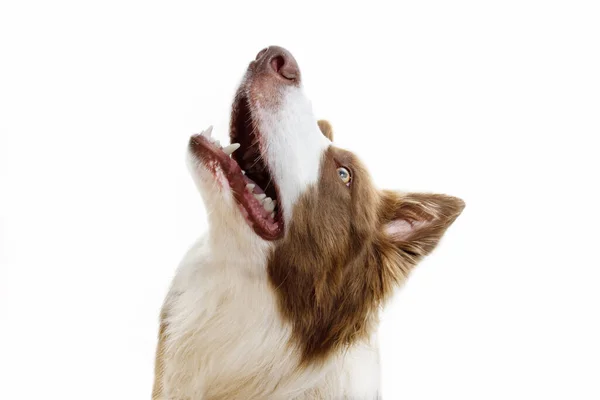 Portrait Hungry Border Collie Puppy Dog Begging Food Looking Terisolasi — Stok Foto