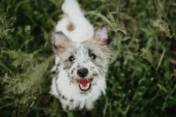 Jack Russell Cachorro Perro Con Bardana Burs Cara Verde Hierba — Foto de Stock