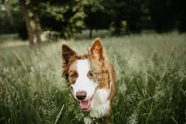 Brown Fronteira Collie Cachorro Cão Andando Grama Verde Verão — Fotografia de Stock