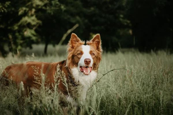 Retrato Marrom Fronteira Collie Cão Andando Grama Verde Olhando Para — Fotografia de Stock