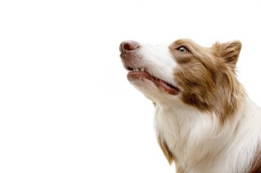 Öfke ve nefret Boder collie köpek havlaması. Beyaz arkaplanda izole