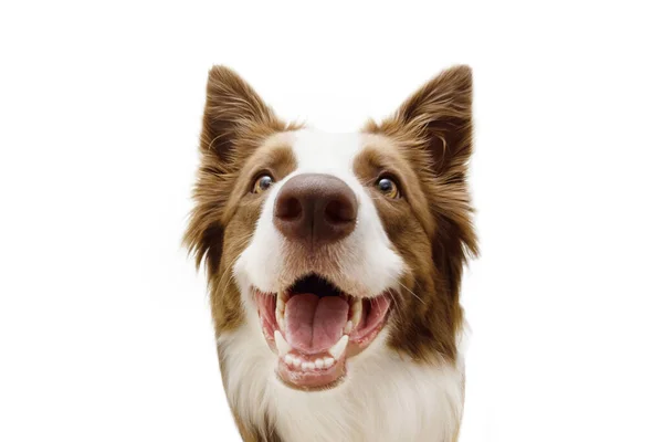 Κοντινό Πλάνο Χαρούμενος Συνοριακός Σκύλος Κόλεϊ Χαμογελαστή Έκφραση Απομονωμένα Λευκό — Φωτογραφία Αρχείου
