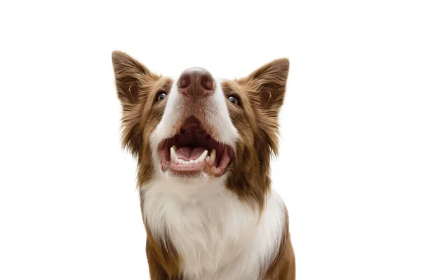 Portret Bruine Border Collie Hond Met Open Mond Omhoog Kijkend — Stockfoto
