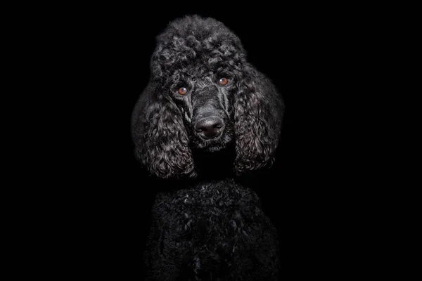 Portrait Black Poodle Puppy Dog Isolated Black Background — Stock Photo, Image